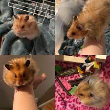 Noticed my hamster lookeddifferent, then I realized his cheeks are full  for the very first time and the difference is crazy hahaha he's never been  bigger, top is normal bottom is today :