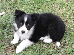 Some border collies have a coarse coat about three inches long, while others have a sleek coat about one inch long. Purebred Long Hair Border Collie Pups Find Me A Pet