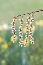 Image result for Cynanchum praecox