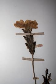 Image result for Crossandra mucronata