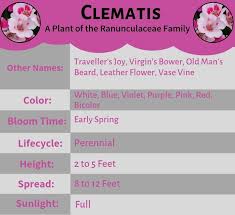 How to identify clematis wilt. Clematis A Plant Of The Ranunculaceae Family Giftblooms Resource Guide