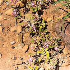 Image result for Gisekiaceae