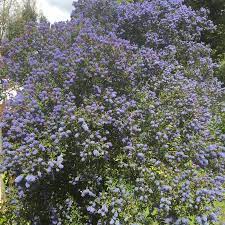 Ceanothus x delilianus 'gloire de versailles'. Ceanothus Lemon And Lime California Lilac Lemon And Lime Uploaded By Charliebaisden85