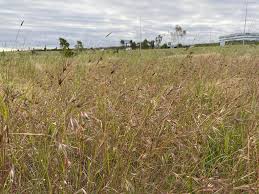 Image result for Urelytrum agropyroides