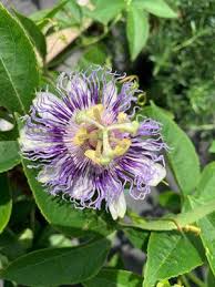 Image result for Passiflora caerulea
