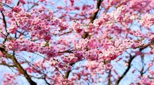 Check spelling or type a new query. How To Grow Your Own Cherry Tree Jackson S Online Garden Centre