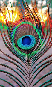 See more ideas about peacock, peacock feathers, lord krishna wallpapers. Updated Peacock Feather Hd Wallpapers Pc Android App Mod Download 2021