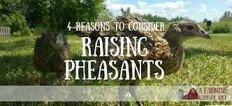 If you are looking to try something different, give pheasants a try. in the next issue, we'll dive into the world of exotic pheasants. 4 Reasons Why You Should Raise Pheasants A Farmish Kind Of Life