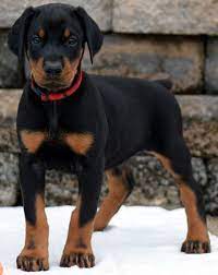Doberman Puppies For Sale Doberman Pinscher Puppy Doberman Puppies For Sale Doberman Pinscher Dog
