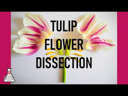 They fill up rooms with vibrant colors and beauty. Tulip Flower Dissection Youtube