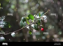 Image result for Mystroxylon