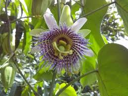 Image result for Passiflora ligularis