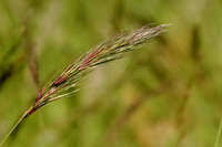 Image result for Aristida denudata