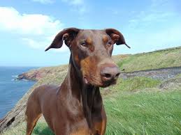 8 Of The Rarest Doberman Colors Ever Rarest Org