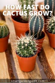 How Fast Do Cactus Grow How To Make Sure Your Cacti Grow To Their Full Potential Cactus Care Tips Learn How Fas Cactus Care Cactus Flower How To Grow Cactus