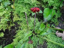 Image result for Streptocarpus myoporoides