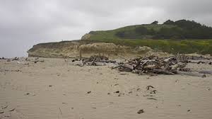 Maybe you would like to learn more about one of these? C J S Visit Half Moon Bay And Big Basin Redwoods State Park