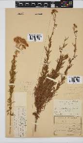 Image result for Schistostephium crataegifolium