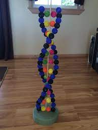 High School Biology 3d Dna Project Materials 24 Gauge Wire 72 Styrofoam Balls Tempura Paint 6 Colors 3 X 3 8 Woo Dna Model Project Dna Project Dna Model