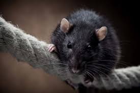 Typical places to find access holes gnawed by mice are around the water pipes that enter underneath a kitchen sink, at a lower corner of an once mice get inside a home, they prefer to live in a sheltered location. Mouse In Your House Simple Tips To Control Mice And Rats Pestworld