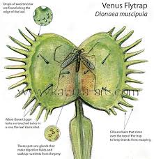This will be the most comprehensive venus fly trap care guide you will find on the internet. The Venus Fly Trap Starsventura5