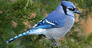 Small Birds Native To Missouri The Blue Jay Is A Native Missouri Songbird Krcu Blue Jay Bird Blue Jay Missouri Birds