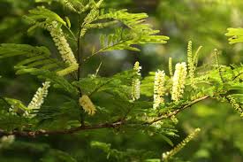 Image result for Acacia amythethophylla