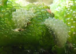 Image result for Selago coerulea