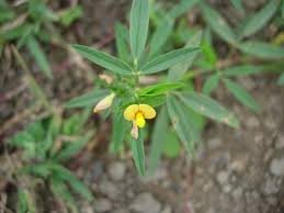 Image result for Stylosanthes fruticosa