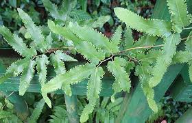 Công dụng và 6 bài thuốc chữa bệnh từ cây bòng bong