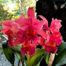 Image result for Cienfuegosia hildebrandtii