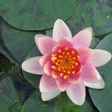 Image result for Nymphaea divaricata