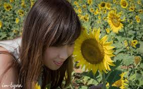 Warna bunganya yang khas membuat tanaman ini banyak diketahui oleh masyarakat. Mengunjungi Sunflower Field Di Lopburi Thailand The Story Of Lynn