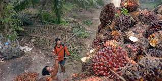 India hentikan impor minyak sawit dari malaysia, setelah pm mahathir mohamad mengkritik uu kewarganegaraan india yang dinilai diskriminatif menurut refinitiv, sebuah lembaga infastruktur keuangan dan penyedia data pasar, malaysia mengekspor sekitar 3,9 juta ton minyak kelapa sawit. Pemasaran Produk Kelapa Sawit Indonesia Mulai Ditolak Di Swiss Halaman All Kompas Com