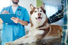 5 At-Home Steps to Reducing Your Pet's Stress During Veterinary Visits -  Animal Clinic of CB