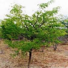 Image result for Dalbergia melanoxylon