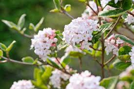 The fruits are toxic and can cause stomach discomfort upon consumption. Viburnum Carlesii Koreanspice Viburnum