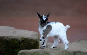 Baby Goat Wallpapers Top Free Baby Goat Backgrounds Wallpaperaccess Checkout high quality goat wallpapers for android, desktop / mac, laptop, smartphones and tablets with different resolutions. baby goat wallpapers top free baby