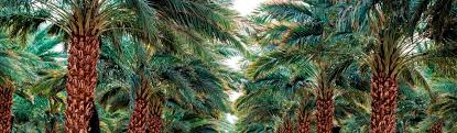 Please choose a different date. The Best Date Ever In Greater Palm Springs