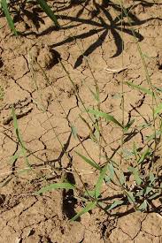 Image result for Moorochloa eruciformis