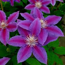 We did not find results for: Clematis Dr Ruppel Friedrich M Westphal Clematiskulturen
