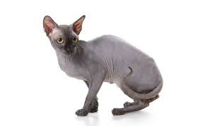 Sphynx Cat Guide Breed Personality Care Canna Pet