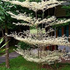 Image result for Terminalia randii