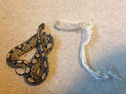 The Best Shed He S Ever Done I M Such A Proud Mama He S So Beautiful Pet Snake Ball Python Animals
