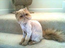 The most common reason for a lion cut is matting. The Lion Cut No It S Not Cruel Poc
