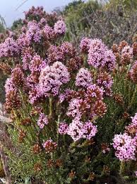 Image result for Stoebe