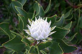 Dreamy Protea Flower Flora Flowers Amazing Flowers