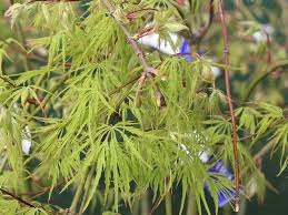 A pine is any conifer in the genus pinus (/ ˈ p iː n uː s /) of the family pinaceae. Acer Palmatum Dissectum Viridis Weeping Maple Awa Nursery