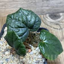 Image result for Dorstenia barnimiana