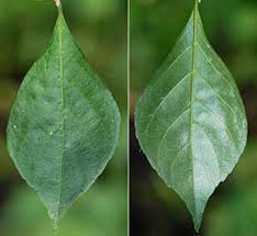 エゴノキ Styrax Japonica エゴノキ科 Styracaceae エゴノキ属 三河の植物観察